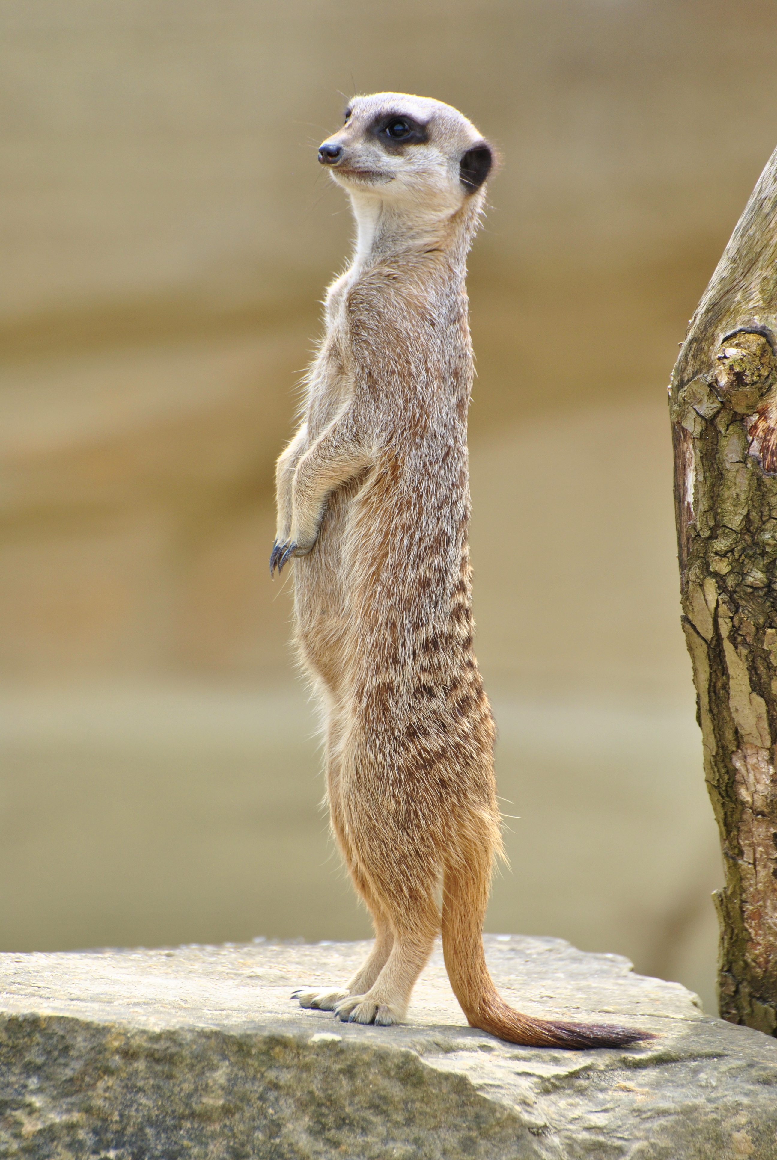 meerkat-alert